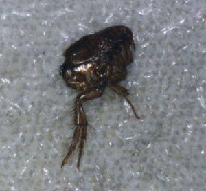 Common Flea