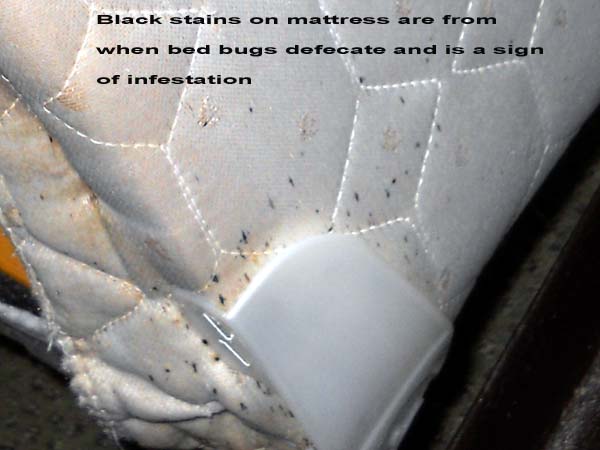 bed bug stains on mattress pictures