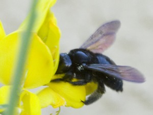 Carpenter Bee Collecting Pollen