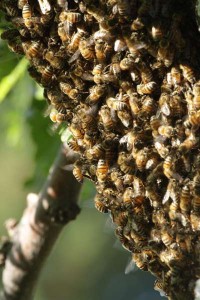 Close Up of Honey Bees in a Swarm Cluster