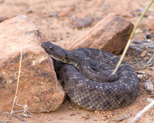 Rattlesnake Coiled