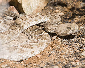 Western Diamondback Rattlesnake Coiled