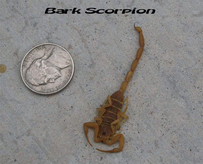 Bark-Scorpion-copy1.jpg