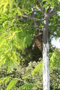 Honey Bee Swarm Cluster in a Tree