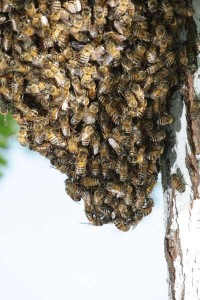 Honey Bees Swarming