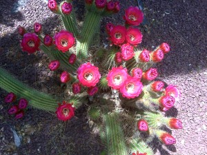 Prickly Pear Cactus with Flowers