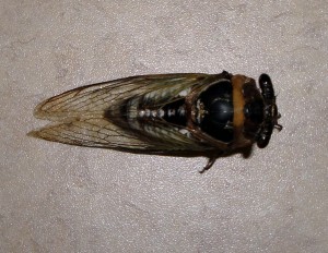 Top View of a Cicada