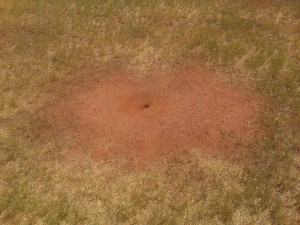 Harvester Ant Colony Mound in Lawn