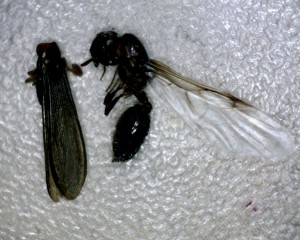 Drywood Termite Swarmer and Harvester Ant Swarmer