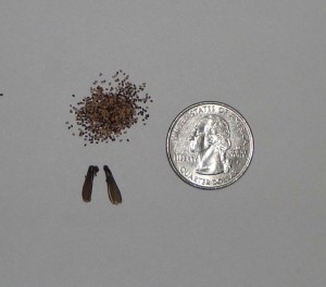 Termite Pellets and Swarmers