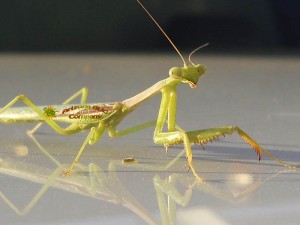 Praying Mantis - Green Pest Control Experts