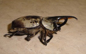 Side View of a Hercules Beetle