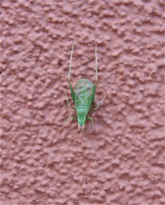 Green Tree Cricket or Thermometer Cricket
