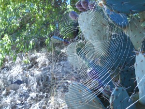 Orb Weaver Spider Web in the High Desert