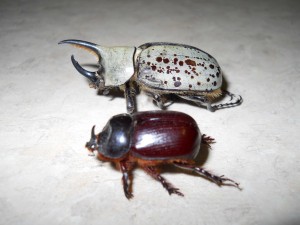 Hercules Beetle and Rhinoceros Beetle