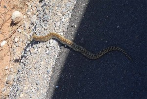 Gopher Snake Lying in the Road