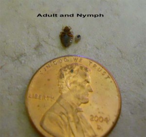 Bed Bug Adult and Nymph by Penny