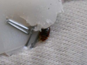 Bed Bug Hiding in Mattress Batting