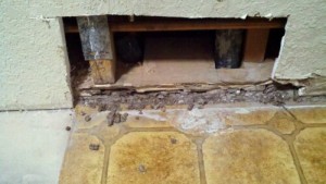 Subterranean Termite Damage in Flooring