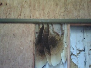 Beehive in Wall in Sedona