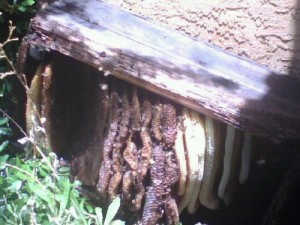 Beehive Underneath a Log in Prescott
