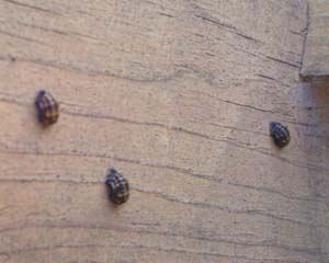 Ladybug Larva Outdoors