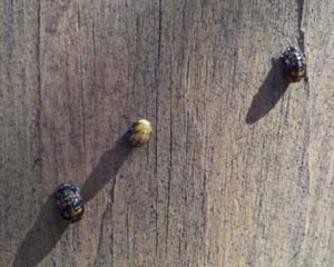 Three Ladybug Larva on Wall