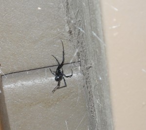 A Female Black Widow Spider