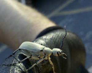 Closeup of Blister Beetle on Hand